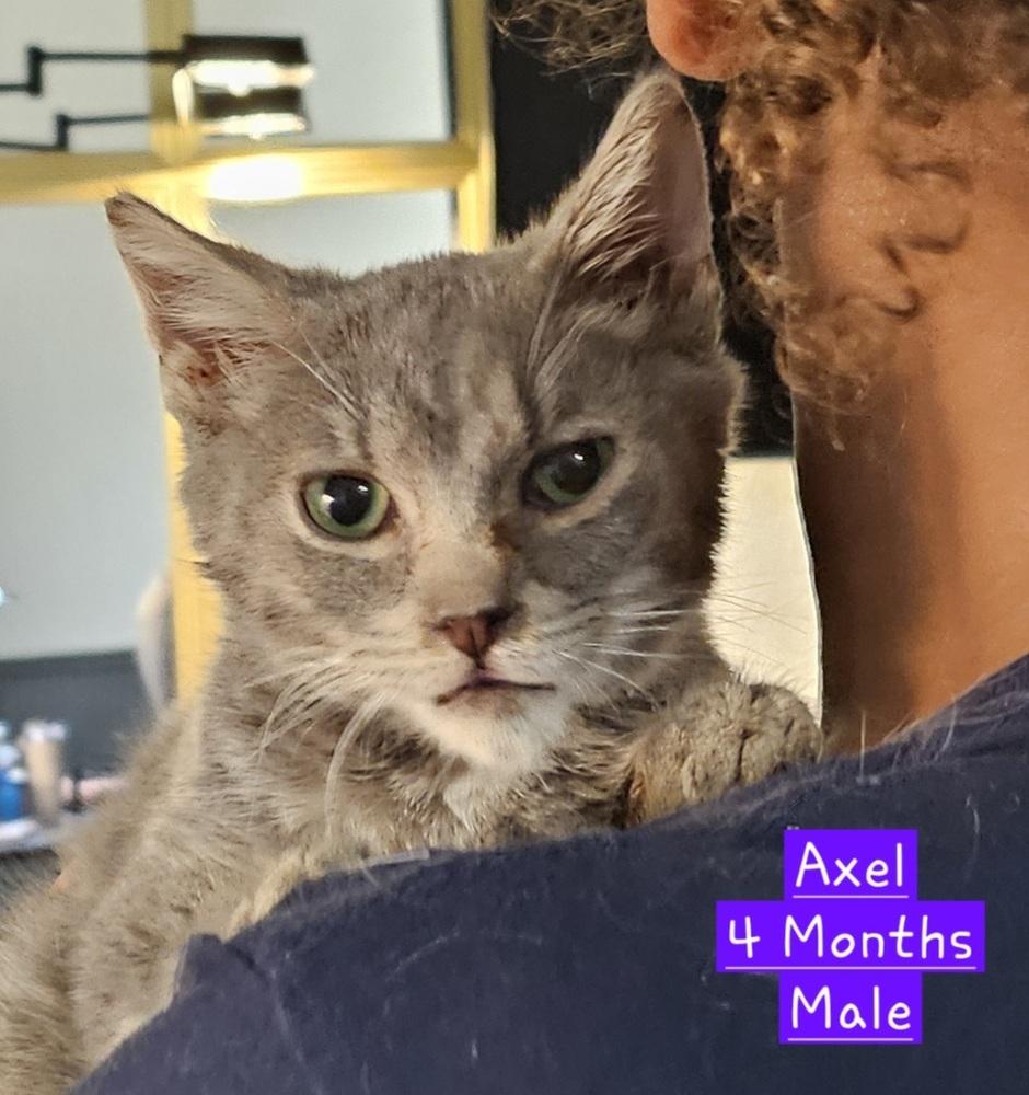 Enlarge AXEL, a Adoptable mixed breed in Manteca, CA image 1/1