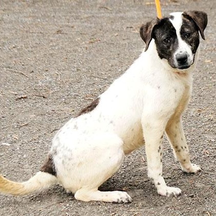 Enlarge Queenie, a Adoptable mixed breed in Maynardville, TN image 1/6