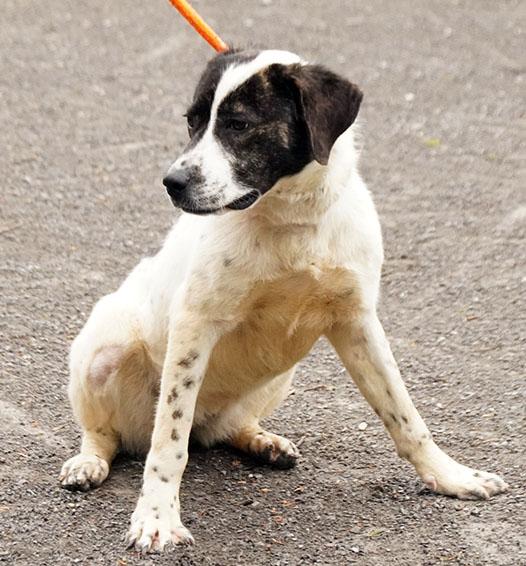 Enlarge Queenie, a Adoptable mixed breed in Maynardville, TN image 5/6