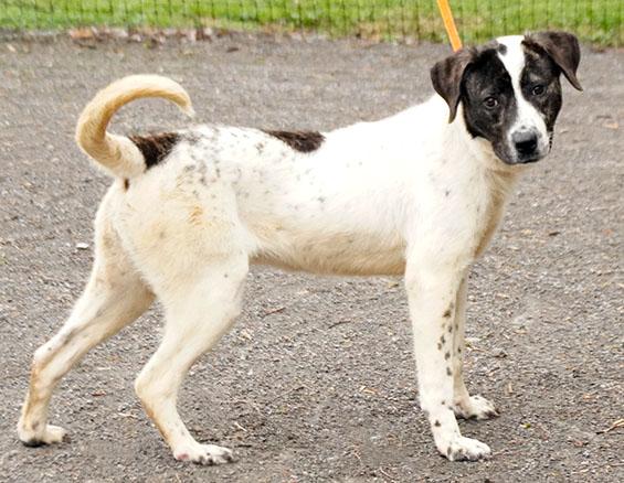 Enlarge Queenie, a Adoptable mixed breed in Maynardville, TN image 4/6