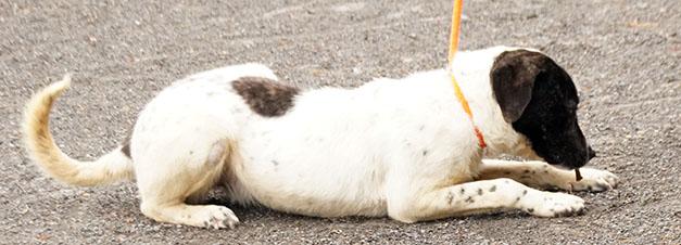 Enlarge Queenie, a Adoptable mixed breed in Maynardville, TN image 2/6