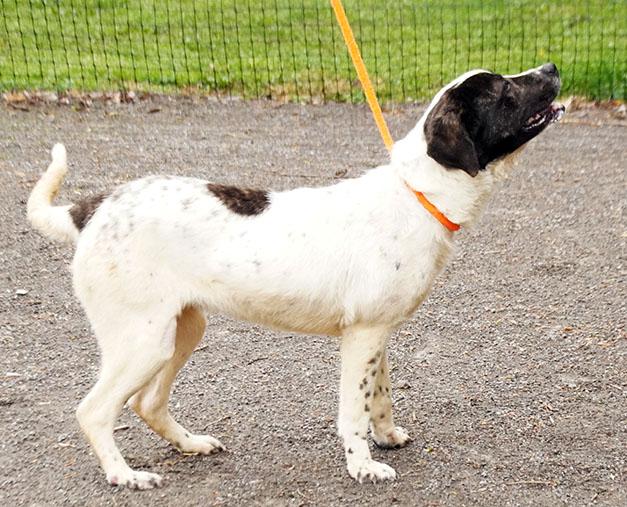 Enlarge Queenie, a Adoptable mixed breed in Maynardville, TN image 6/6