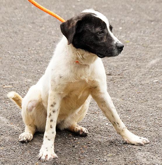Enlarge Queenie, a Adoptable mixed breed in Maynardville, TN image 3/6