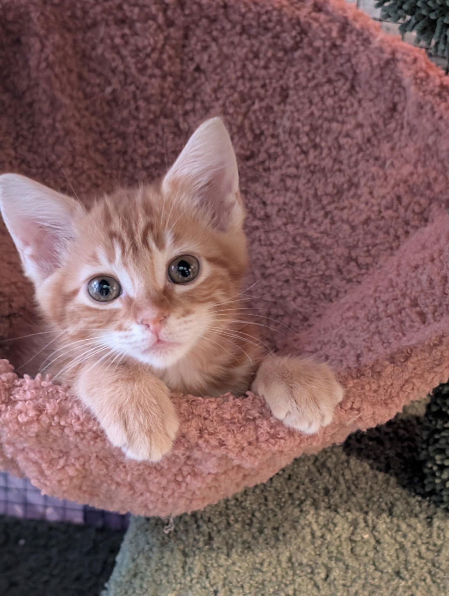 Maple, Adopted, Kitten Female Domestic Short Hair.