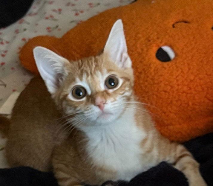 Enlarge Maple, a Adopted Domestic Short Hair in Oviedo, FL image 2/3