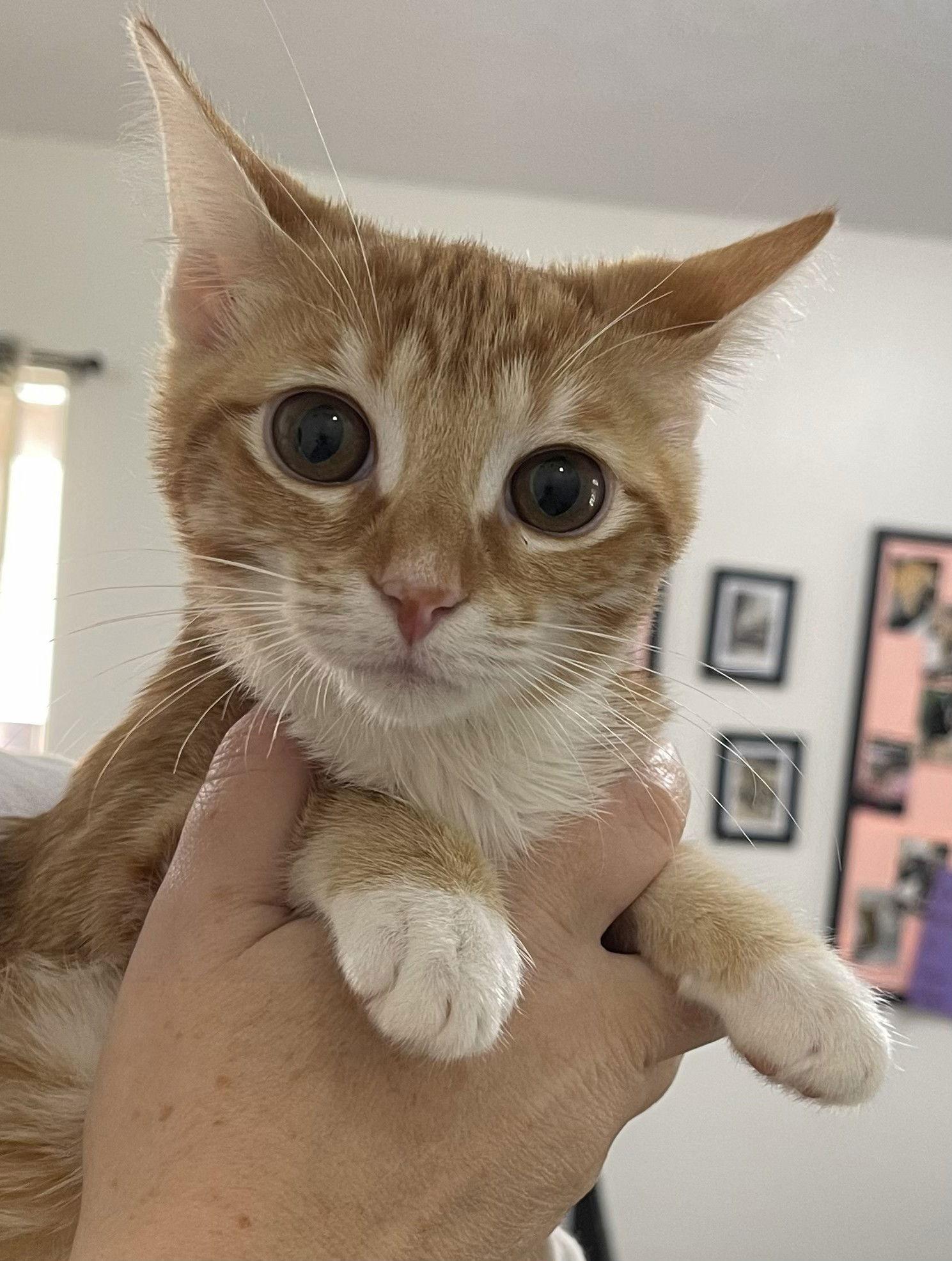 Enlarge Maple, a Adopted Domestic Short Hair in Oviedo, FL image 3/3