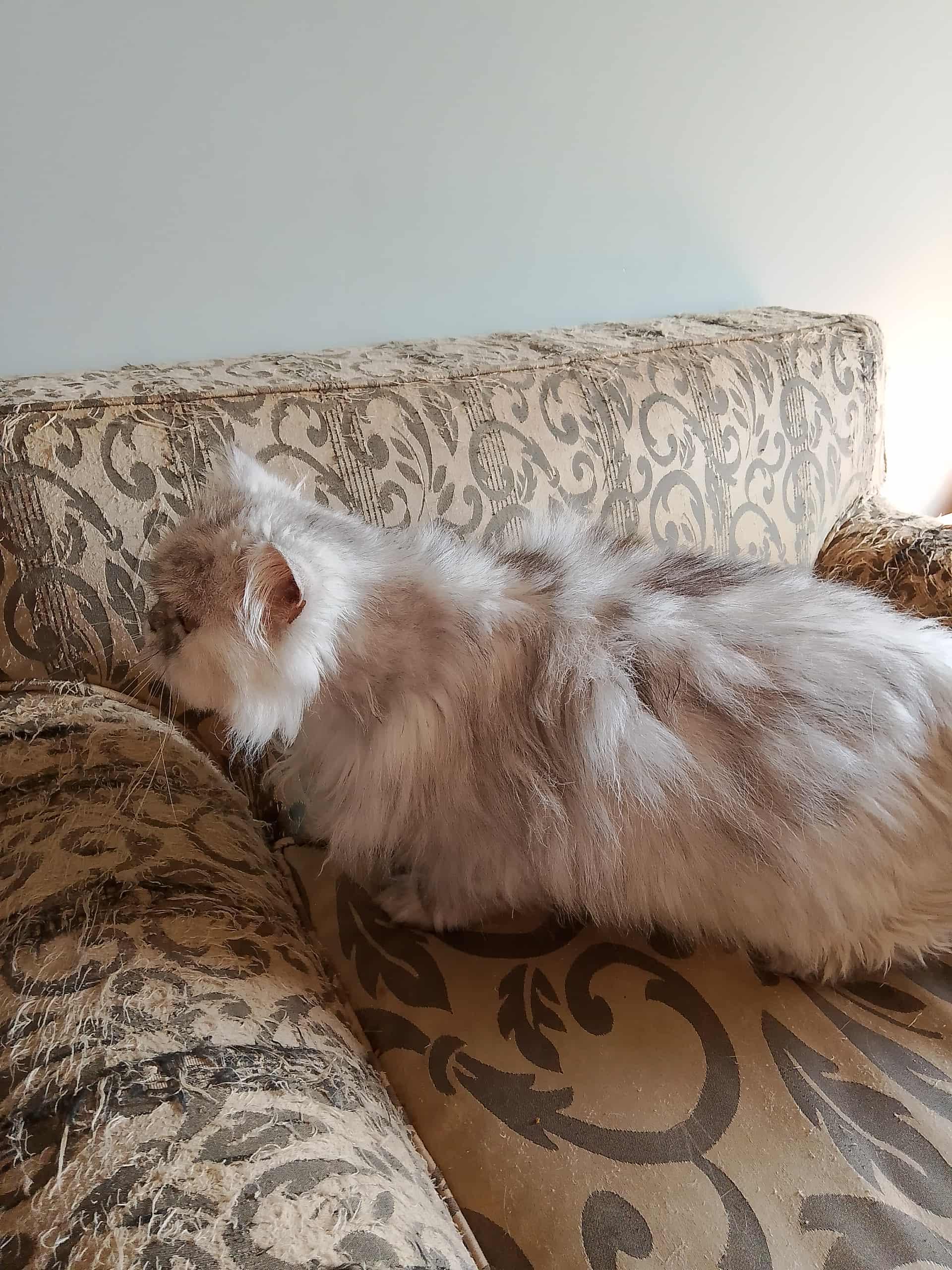 Greyson, an adoptable Himalayan in Brampton, ON, L6P 2E9 | Photo Image 2