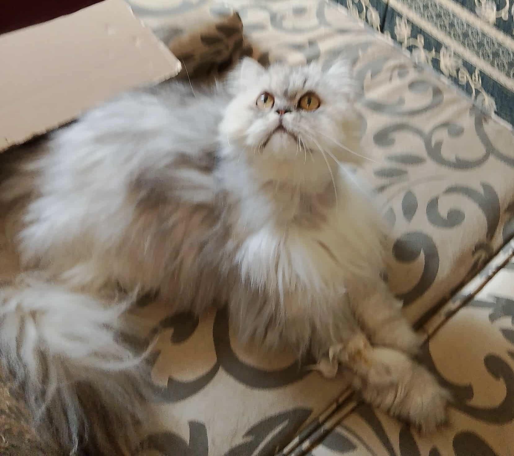 Greyson, an adoptable Himalayan in Brampton, ON, L6P 2E9 | Photo Image 3