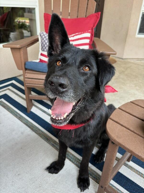 Enlarge Bridger, a Adoptable German Shepherd Dog in BAKERSFIELD, CA image 4/5