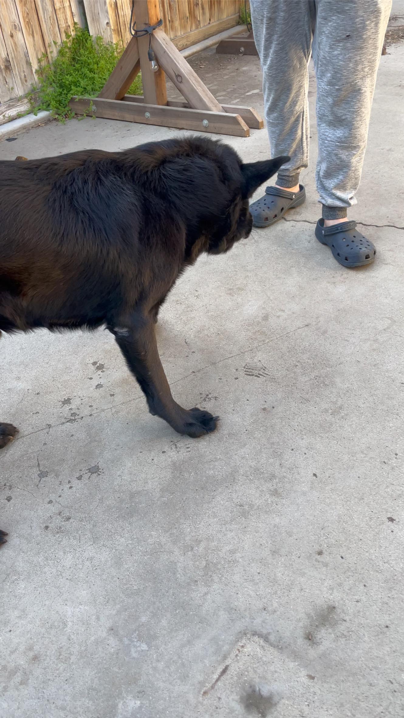 Enlarge Bridger, a Adoptable German Shepherd Dog in BAKERSFIELD, CA image 6/6