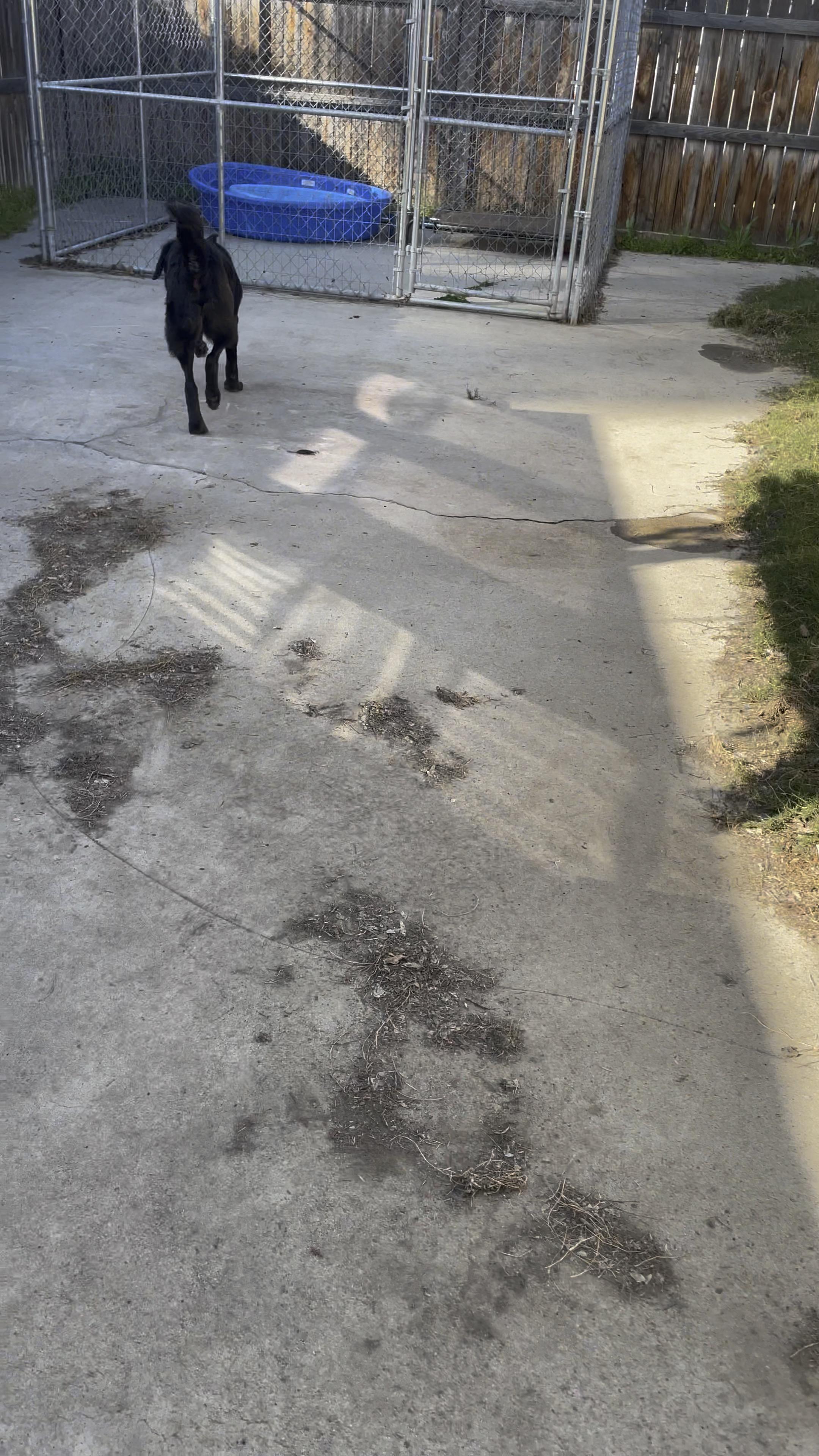 Enlarge Bridger, a Adoptable German Shepherd Dog in BAKERSFIELD, CA image 5/6