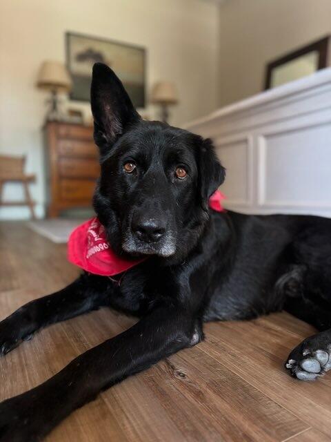 Enlarge Bridger, a Adoptable German Shepherd Dog in BAKERSFIELD, CA image 5/5