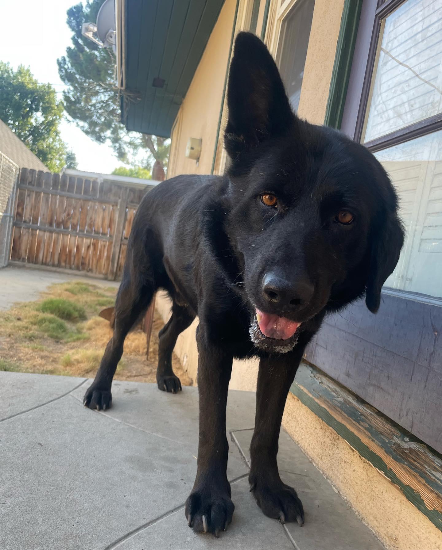 Enlarge Bridger, a Adoptable German Shepherd Dog in BAKERSFIELD, CA image 2/6