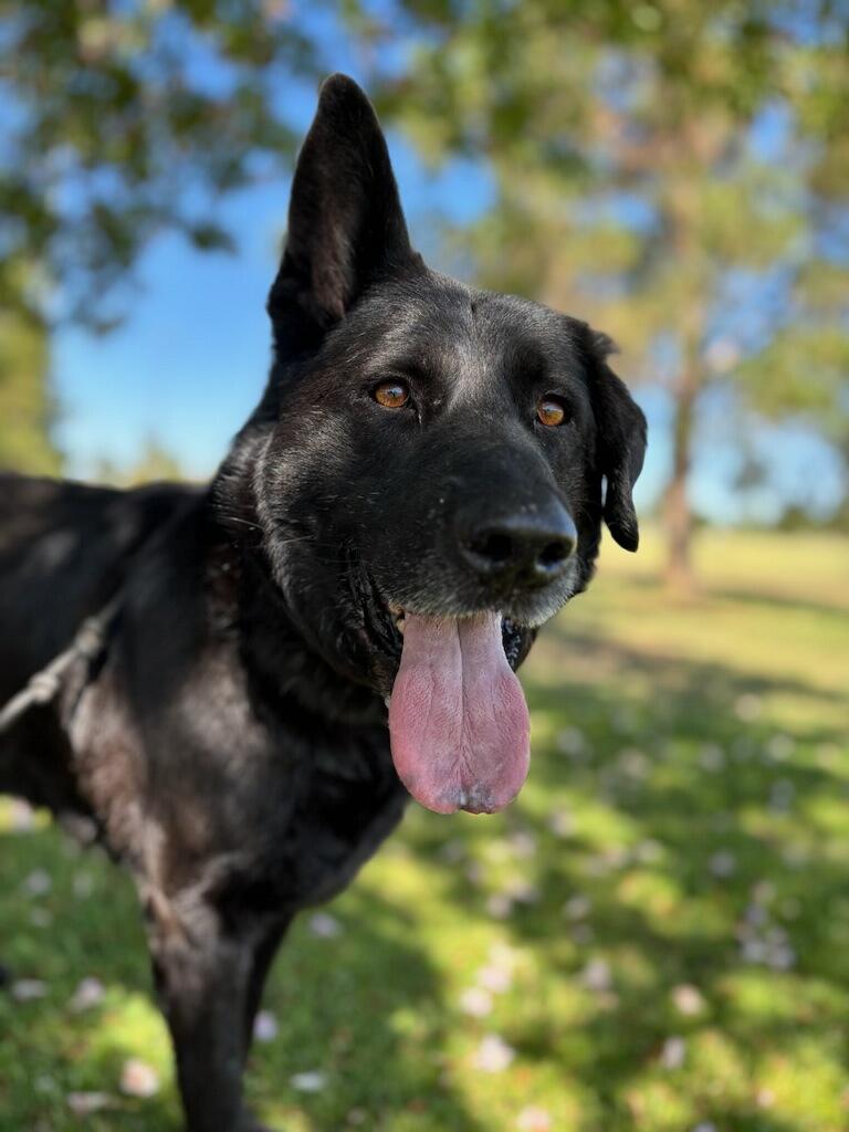 Bridger, Adoptable, Adult Male German Shepherd Dog.