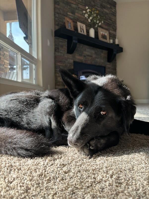Enlarge Bridger, a Adoptable German Shepherd Dog in BAKERSFIELD, CA image 2/5