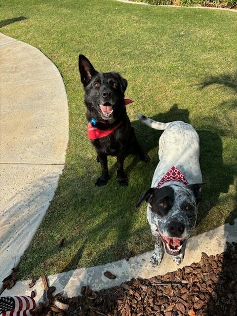 Enlarge Bridger, a Adoptable German Shepherd Dog in BAKERSFIELD, CA image 3/5