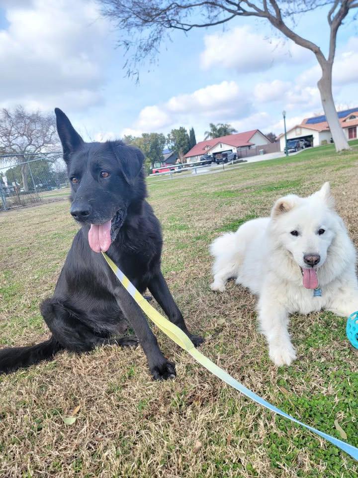 Enlarge Bridger, a Adoptable German Shepherd Dog in BAKERSFIELD, CA image 3/6