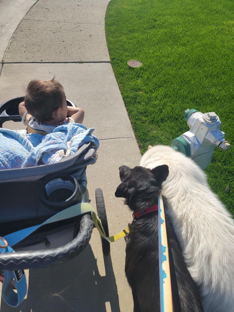 Enlarge Bridger, a Adoptable German Shepherd Dog in BAKERSFIELD, CA image 4/6
