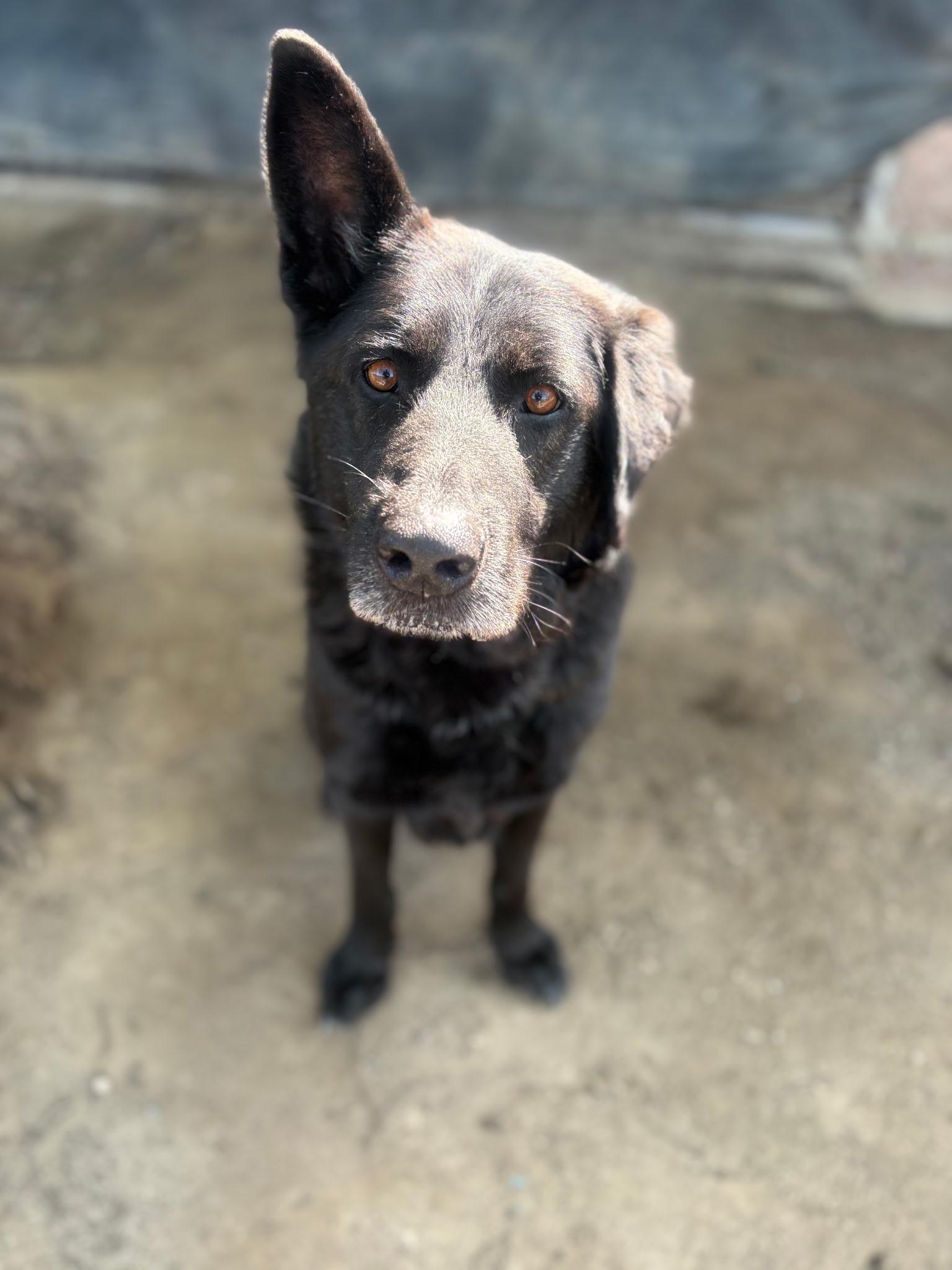 Enlarge Bridger, a Adoptable German Shepherd Dog in BAKERSFIELD, CA image 1/6