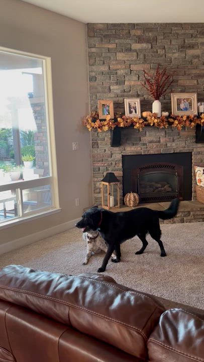 Enlarge Bridger, a Adoptable mixed breed in BAKERSFIELD, CA video 6/6