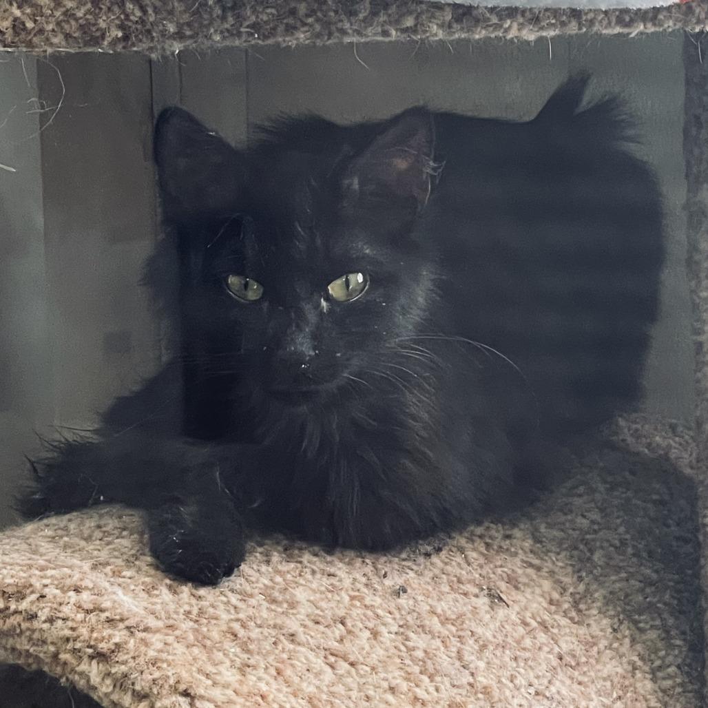 Enlarge Bell 2- Grouch, a Adoptable Domestic Short Hair in Donalsonville, GA image 1/4