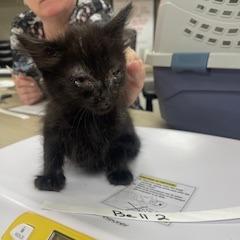 Enlarge Bell 2- Grouch, a Adoptable Domestic Short Hair in Donalsonville, GA image 2/4