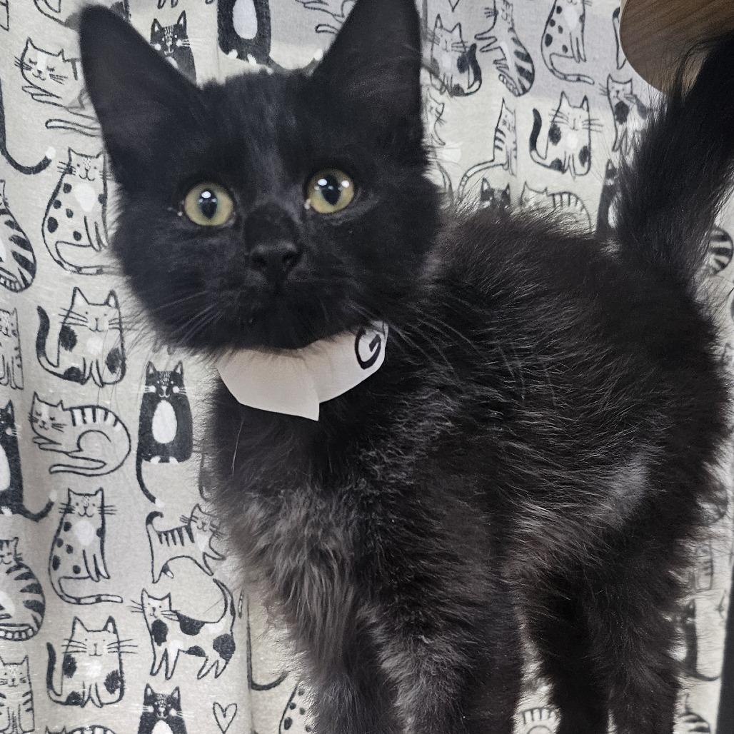 Enlarge Bell 2- Grouch, a Adoptable Domestic Short Hair in Donalsonville, GA image 3/4