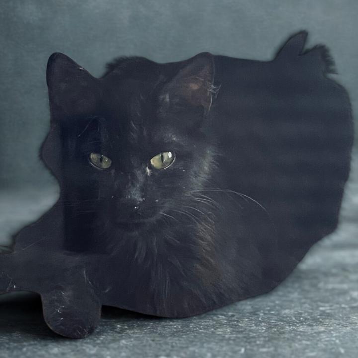 Enlarge Bell 2- Grouch, a Adoptable Domestic Short Hair in Donalsonville, GA image 4/4