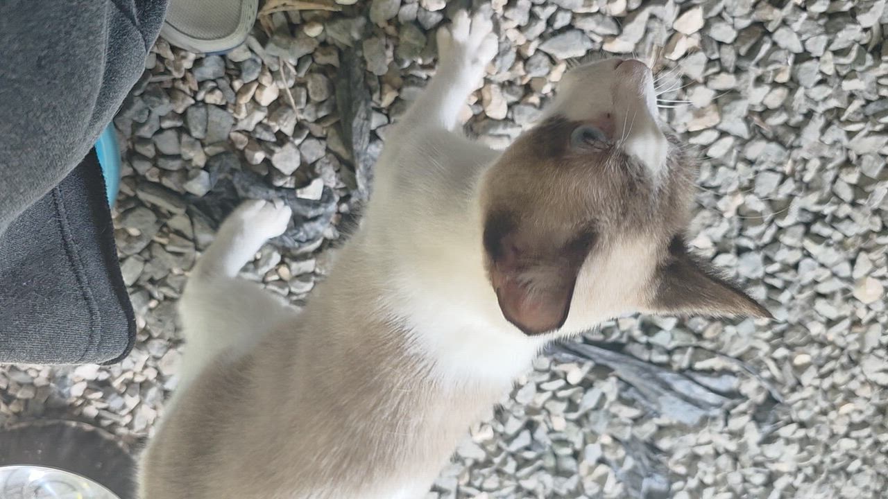 Enlarge Vittorio, a Adopted mixed breed in New York, NY video 5/5