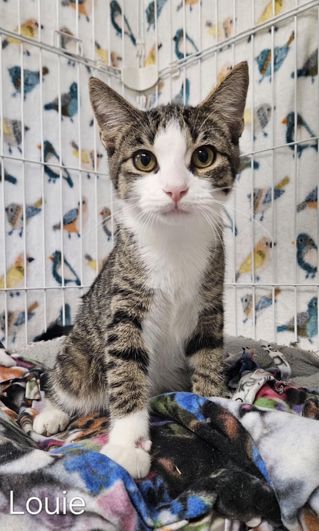 Louie