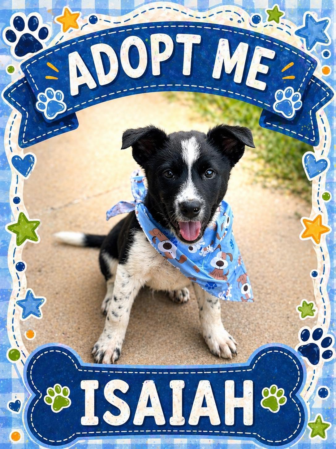 Enlarge Isaiah, a ADOPTABLE mixed breed in Bowie, TX image 1/1