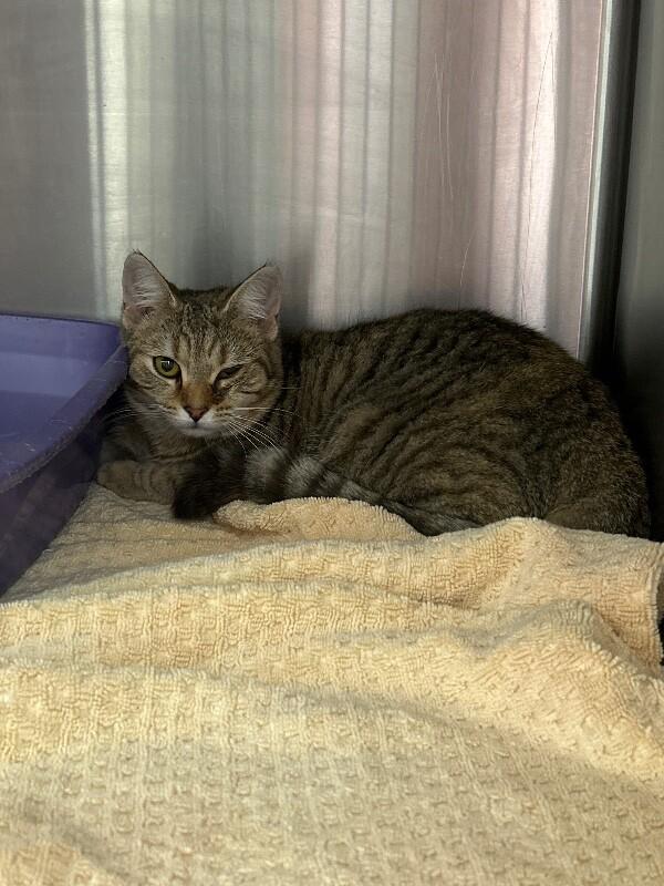 Gypsy, Adoptable, Adult Female Domestic Short Hair.