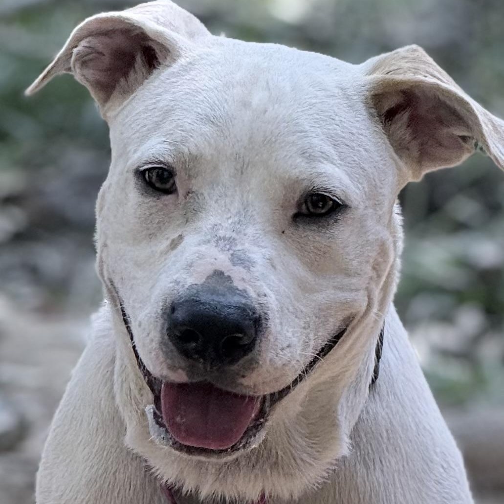 Drifter, Adoptable, Puppy Male Pit Bull Terrier.