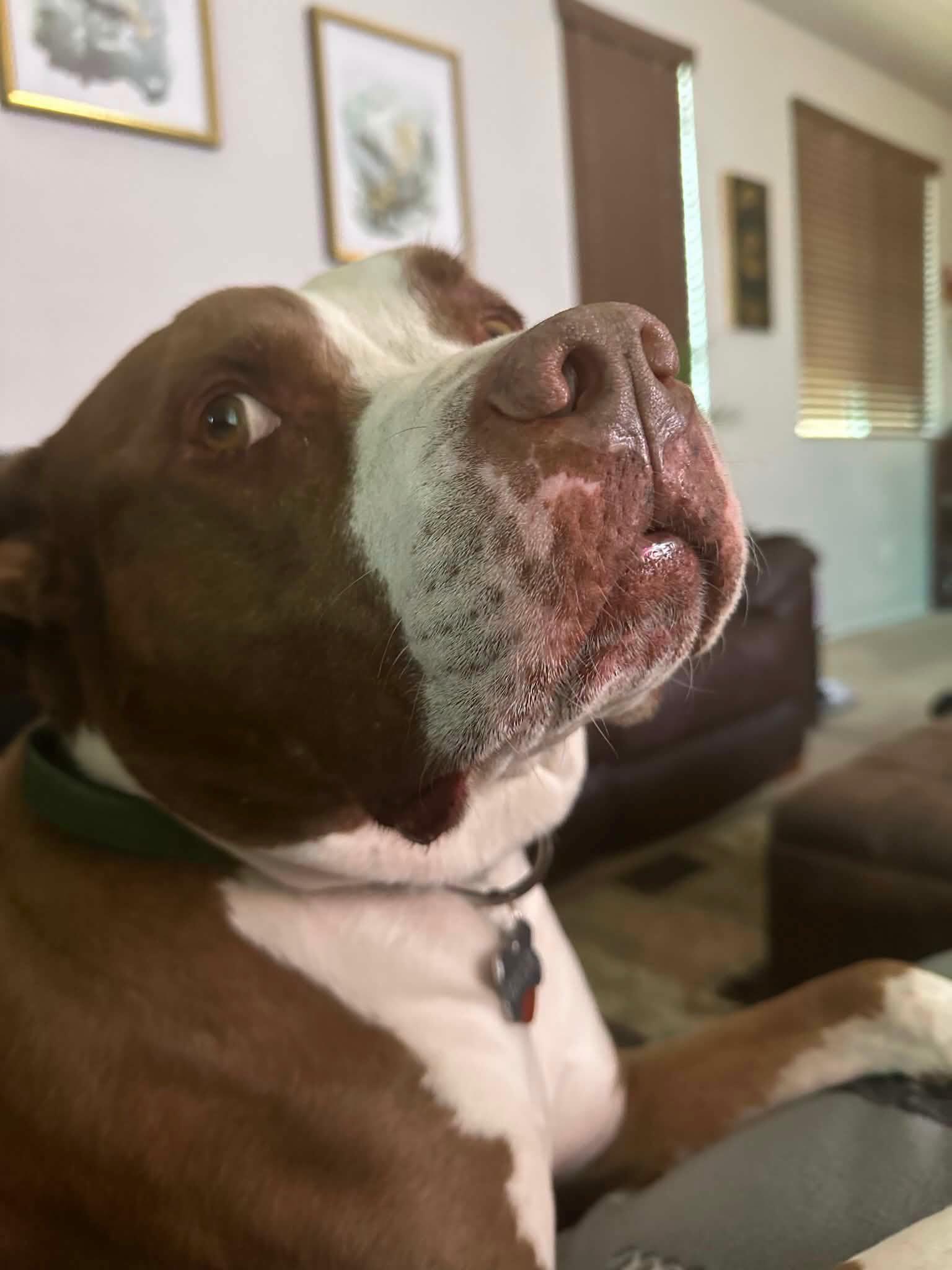 Baer, ADOPTABLE, Adult Male Pit Bull Terrier.
