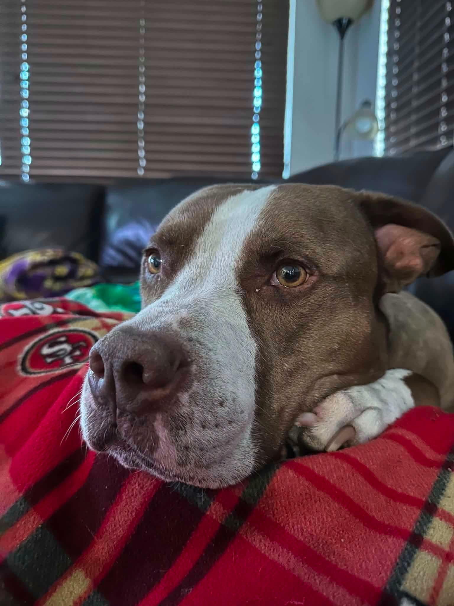 Baer, a ADOPTABLE Pit Bull Terrier in Las Vegas, NV image 2/4