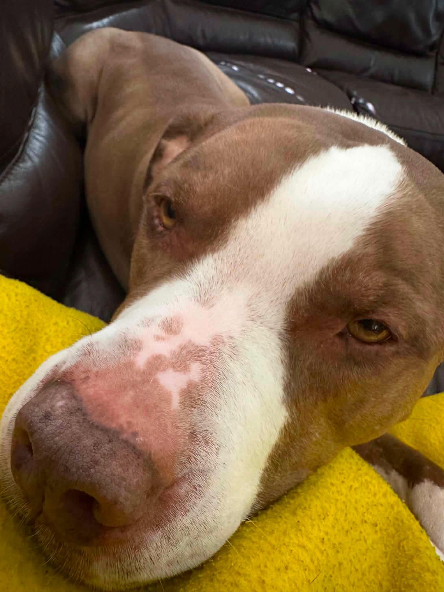 Baer, a ADOPTABLE Pit Bull Terrier in Las Vegas, NV image 4/4