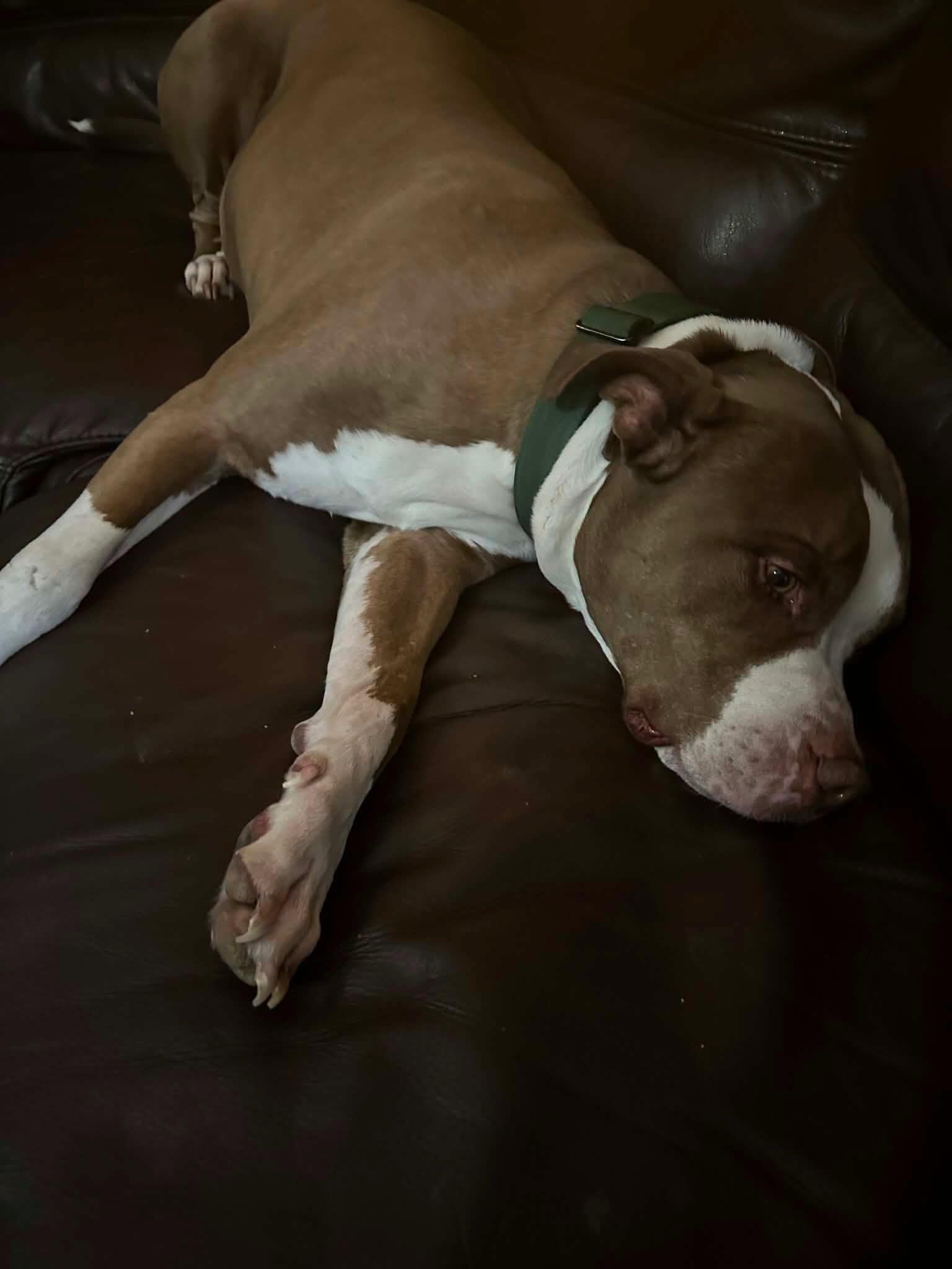 Baer, a ADOPTABLE Pit Bull Terrier in Las Vegas, NV image 3/4