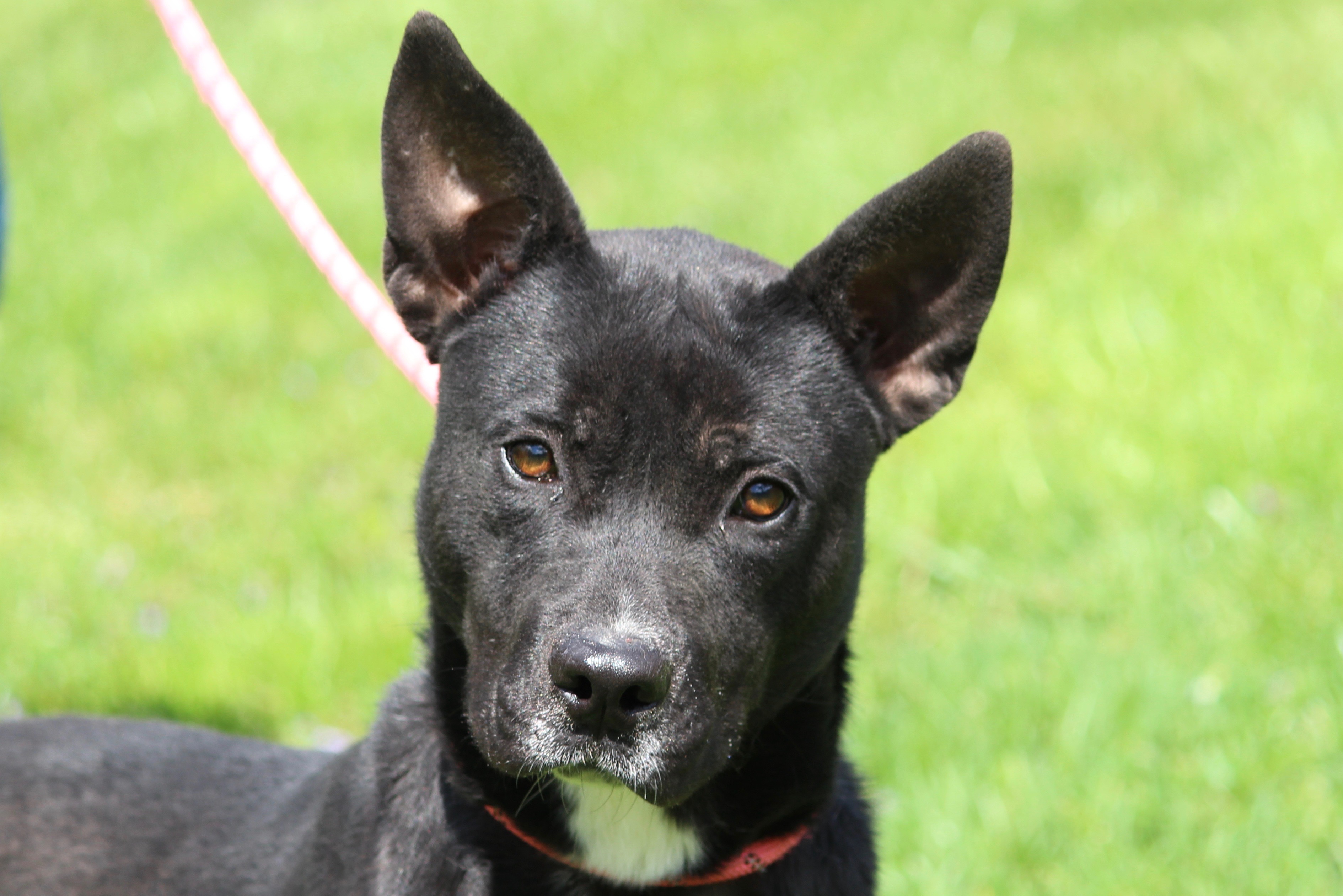 JAMES BOND — thumbnail 4