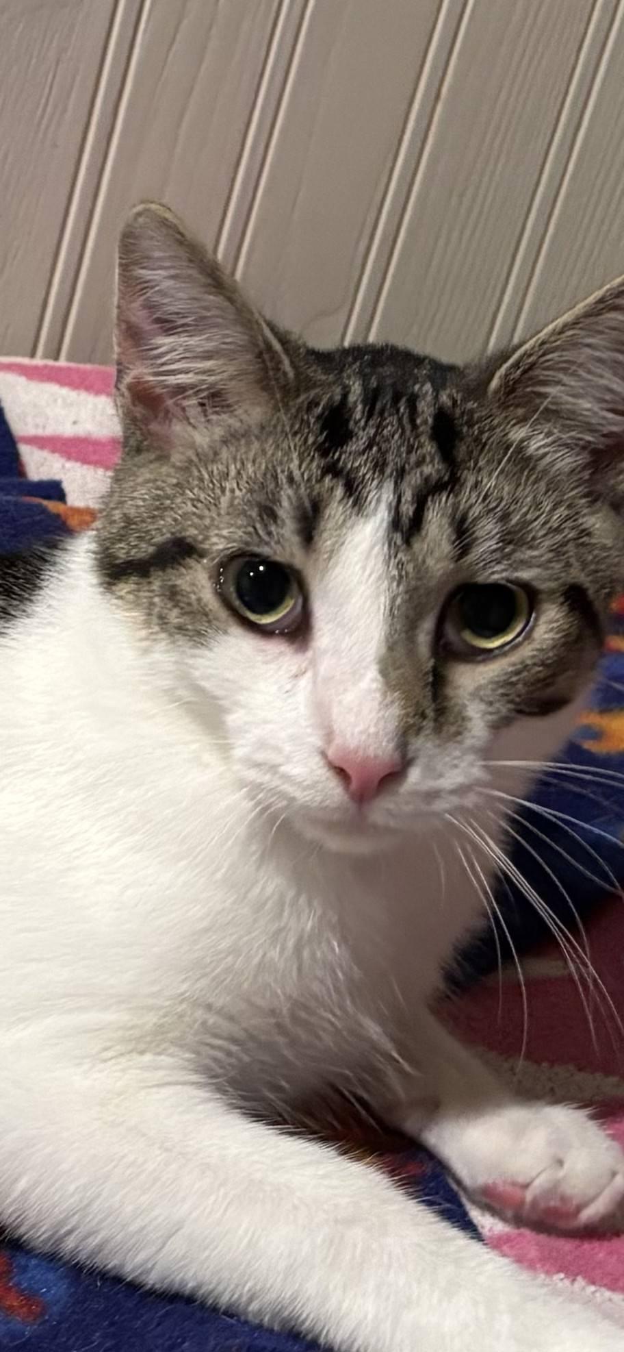 Enlarge Freddy, a Adoptable Domestic Short Hair in Stockholm, WI image 2/5