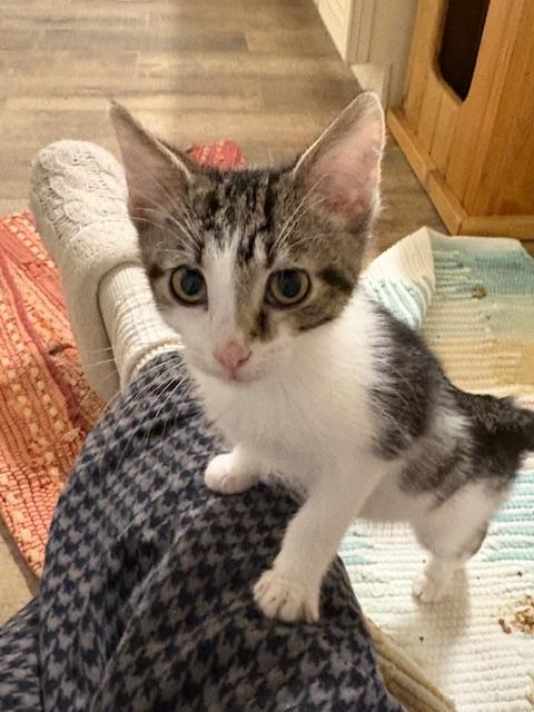 Enlarge Freddy, a Adoptable Domestic Short Hair in Stockholm, WI image 4/5