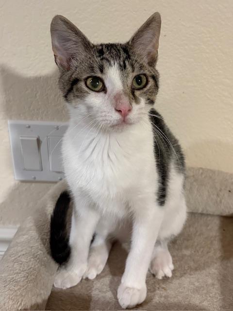 Freddy, Adoptable, Kitten Male Domestic Short Hair.