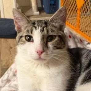 Enlarge Freddy, a Adoptable Domestic Short Hair in Stockholm, WI image 3/5