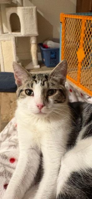 Enlarge Freddy, a Adoptable Domestic Short Hair in Stockholm, WI image 5/5