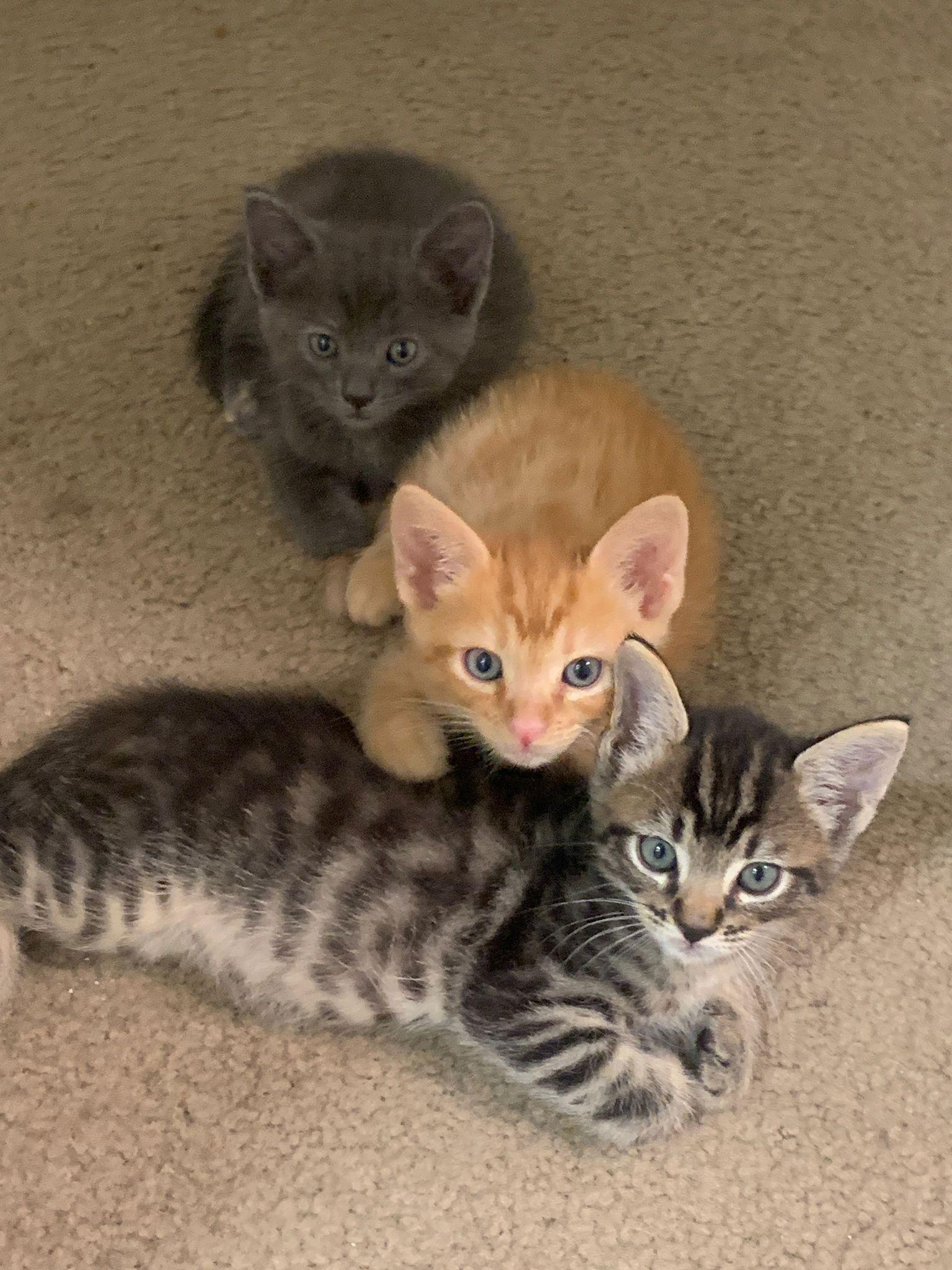 Cleo, Adopted, Kitten Female Tabby.