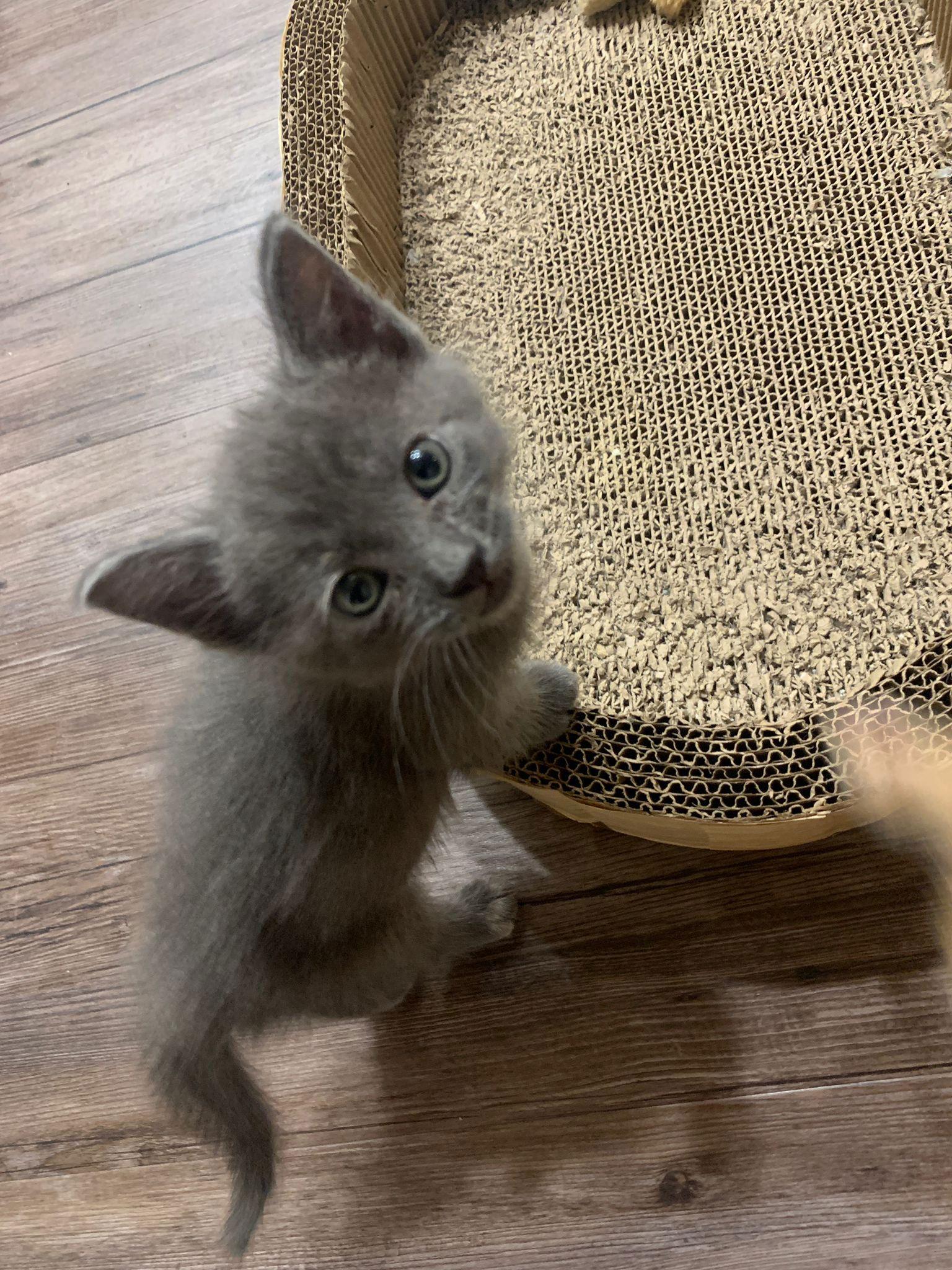 Cleo, a Adopted Tabby in Long Beach, CA image 2/3