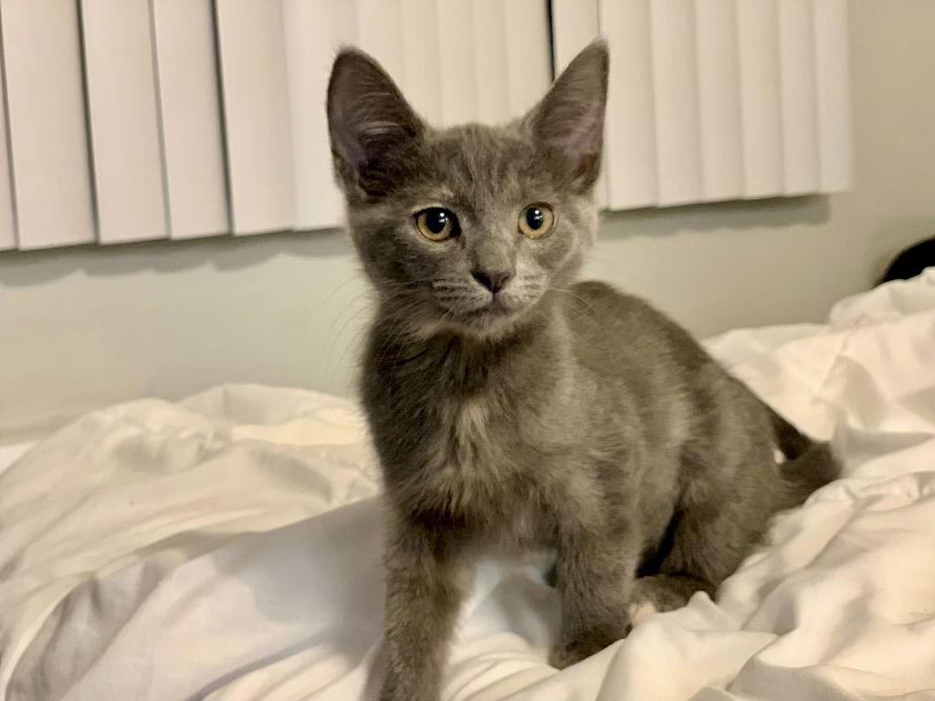 Cleo, a Adopted Tabby in Long Beach, CA image 3/3