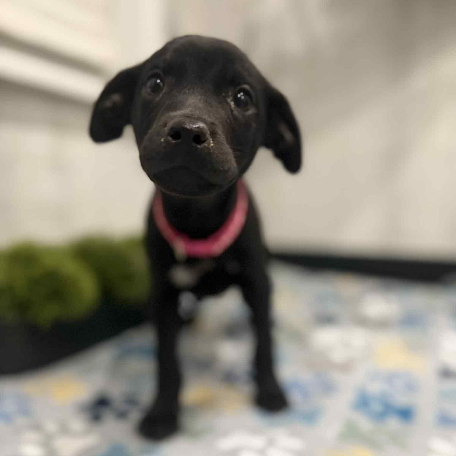 Mayflower - Thanksgiving Litter