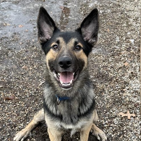 Enlarge Cash , a ADOPTABLE German Shepherd Dog in Midland, MI image 2/5