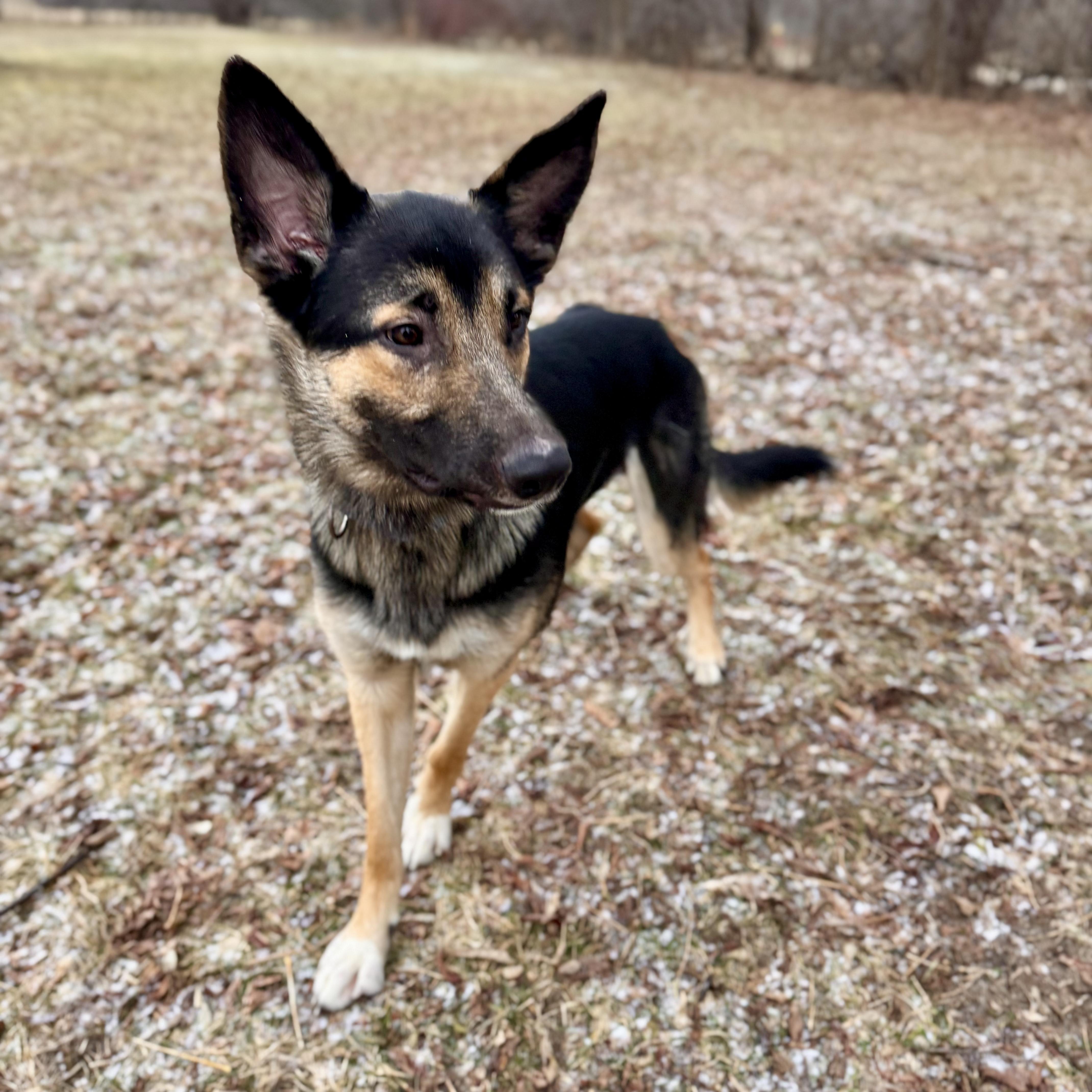 Enlarge Cash , a ADOPTABLE German Shepherd Dog in Midland, MI image 4/5