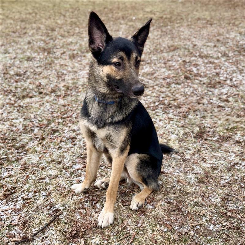 Enlarge Cash , a ADOPTABLE German Shepherd Dog in Midland, MI image 3/5